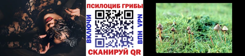 где купить наркоту  Моршанск  Галлюциногенные грибы Psilocybine cubensis 